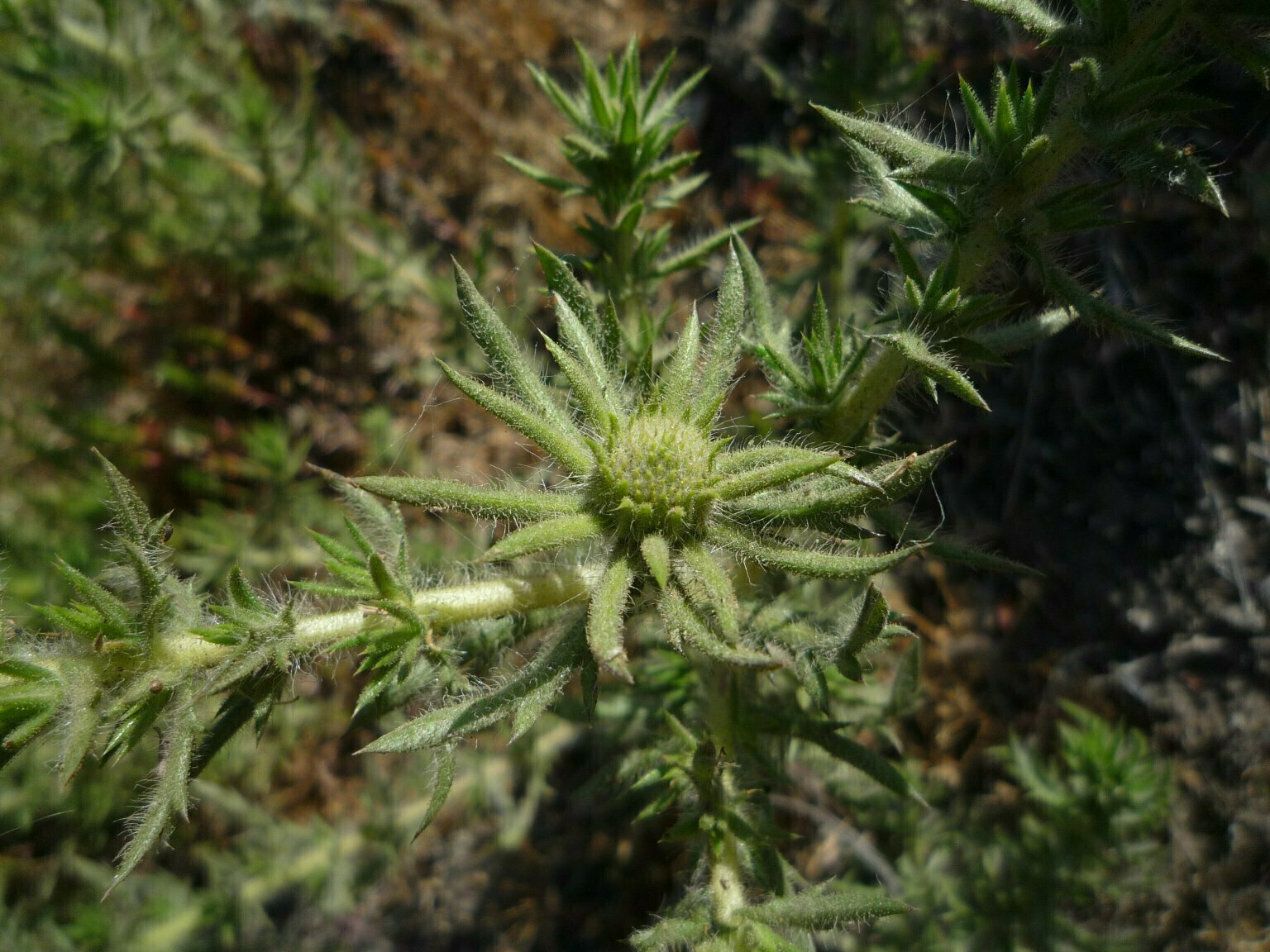 High Resolution Centromadia parryi Bud